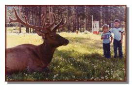 Andy (left) and Rod Jr. cautiously approaching an elk while on vacation in B.C. (1978)